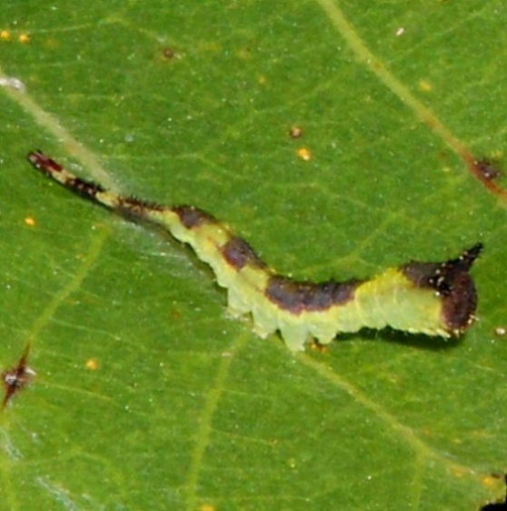 7937 Gray Furcula caterpillar on Cottonwood Deer Haven Preserve Delaware Co 8-29-16