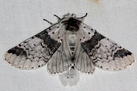 7939 Western Furcula Moth Golden Gate Canyon St Pk Colorado 6-28-17 (3)_opt
