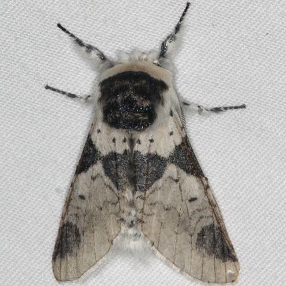 7941 Modest Furcula Moth Thunder Lake UP Mich 6-21-15