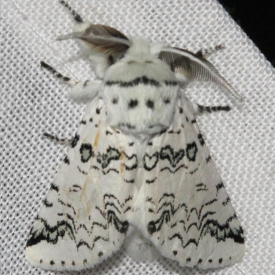 7942 Black-etched Prominent Moth Hidden Lake Everglades Natl Pk 3-9-13