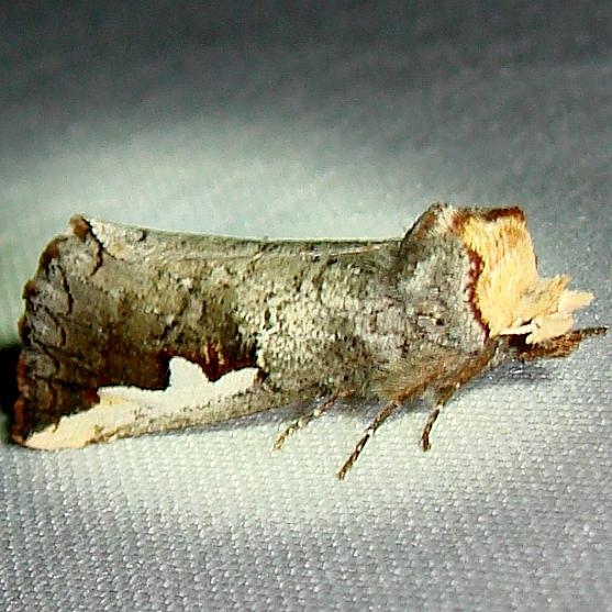 7953 Orange-humped Mapleworm Moth Gold Head Branch St Pk 2-16-12