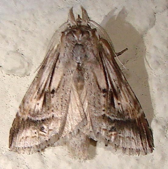 7957 Black-spotted Prominent Moth Juniper Springs Ocala Natl 3-14-12