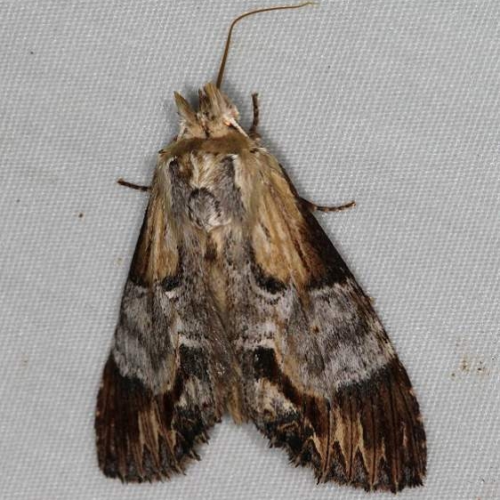 7958 Gray-patched Prominent Moth Turkey Lake Shawnee St Pk 6-12-15