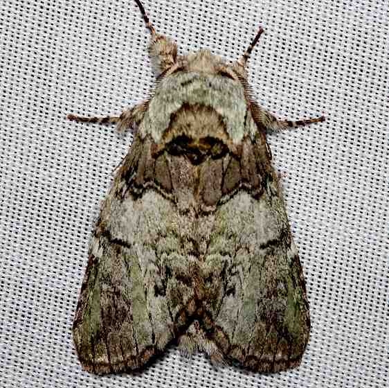 7975 Mottled Prominent Moth Kissimmee Prairie St Pk 3-16-13
