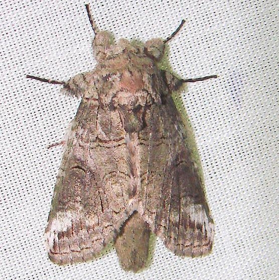 7983 Oblique Heterocampa Moth Kissimmee Lake St Pk 2-21-12