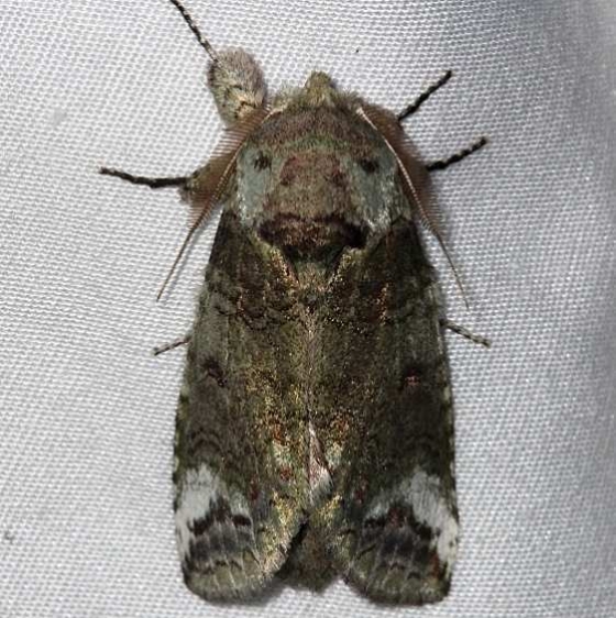 7985 Small Heterocampa Moth Lake Kissimmee St Pk 3-8-14