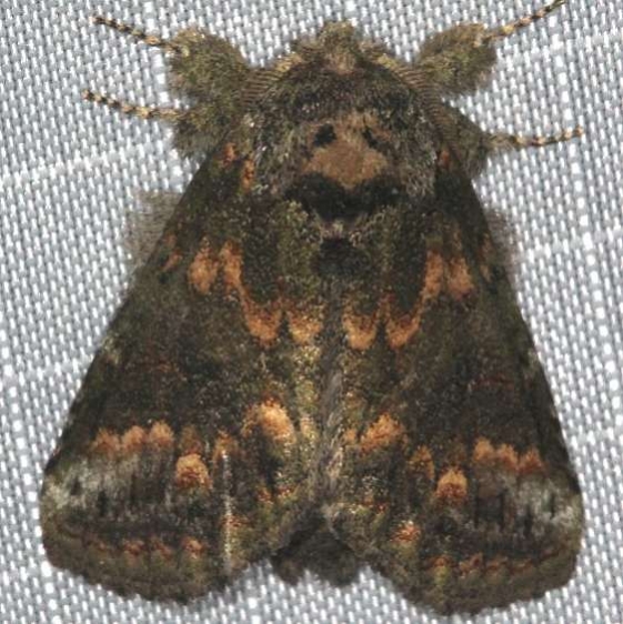 7985 Small Hetrocampa Moth Copperhead firetower Shawnee St Pk 8-6-16 (155a)_opt