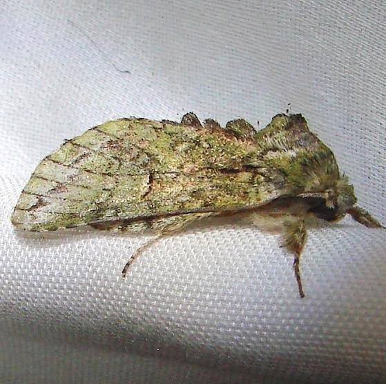 7990 White-blotched Heterocampa Moth Paynes Prairie St Pk 3-21-12