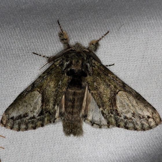7990 White-blotched Heterocampa Moth Thunder Lake Mich UP 6-24-13