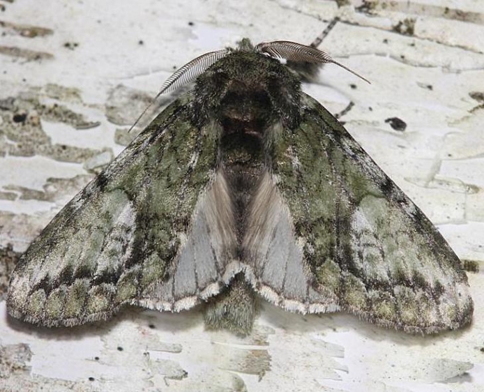 7990 White-blotched Heterocampa Moth Thunder Lake UP Mich 6-25-12