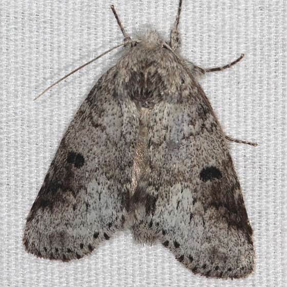 7998 Variable Oakleaf Catrpillar Moth Juniper Springs Ocala Natl Forest Fl 9-27-18 (23)_opt