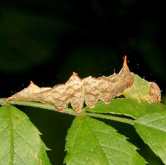 8005 Morning Glory Prominent caterpillar on multiflora Deer Haven Preserve Delaware Co 8-29-16 (15)