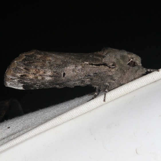 8011 Black-blotched Schizura Moth yard 6-3-15