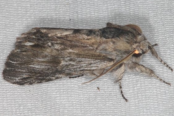 8017 White-streaked Prominent Moth Burr Oak Cove Wayne Natl Forest Oh 8-5-18 (59)_opt