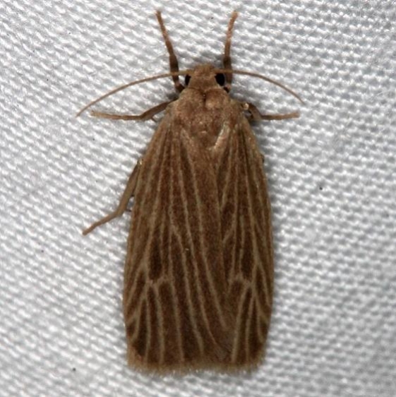 8045 Dark Lichen Moth Kissimmee Lake St Pk 3-9-14