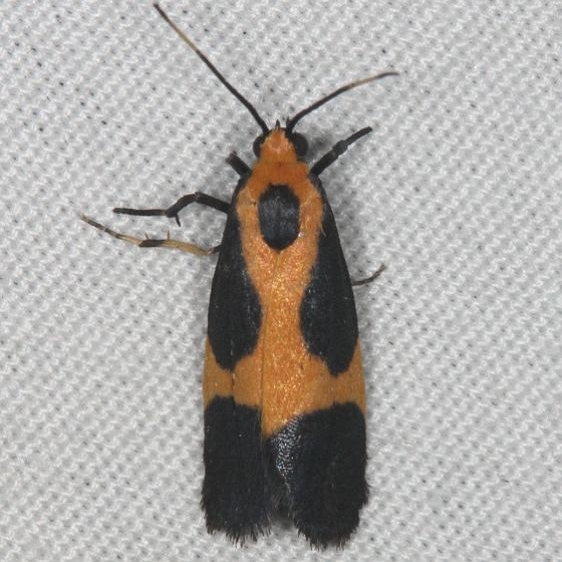 8061 Kentucky Lichen Moth Silver Lake Cypress Glenn Fl 3-16-15