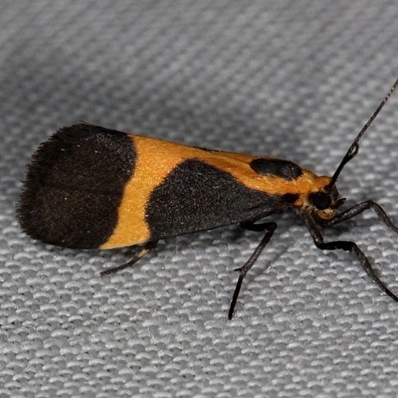 8061 Kentucky Lichen Moth Tosohatchee WMA Fl 2-11-14