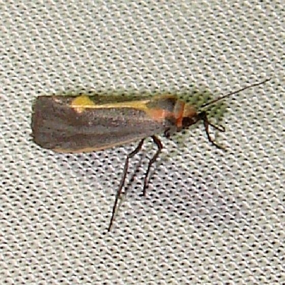 8067 Lead-colored Lichen Moth Payne's Prairie St Pk 3-20-12