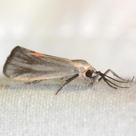 8068 Striated Lichen Moth Little Talbot Island St Pk 2-21-13