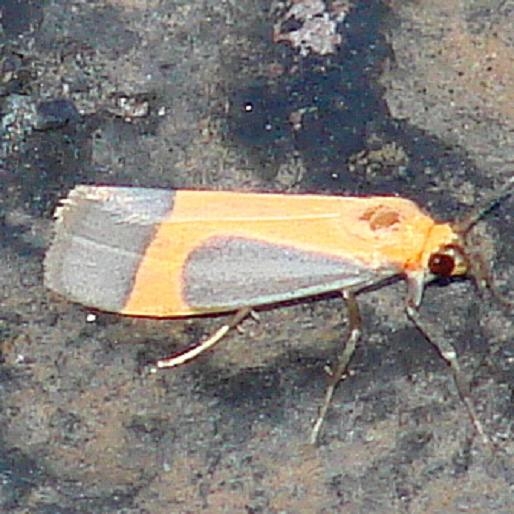 8070 Angel Lichen Moth Moth Along Arizona Rt 59 9-12-12