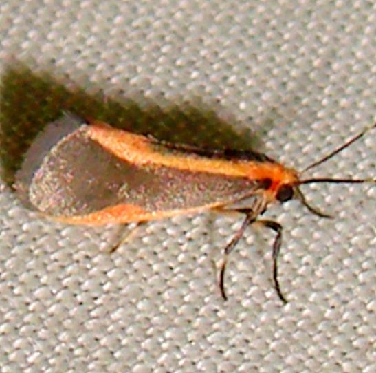 8071 Subject Lichen Moth Gold Head Branch State Park Fl 2-14-12