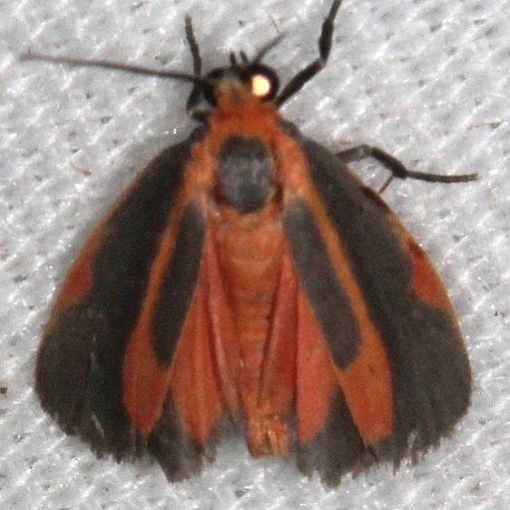 8071 Subject Lichen Moth Hopkins Prairie Ocala Natl Forest Fl 9-26-18 (21)_opt