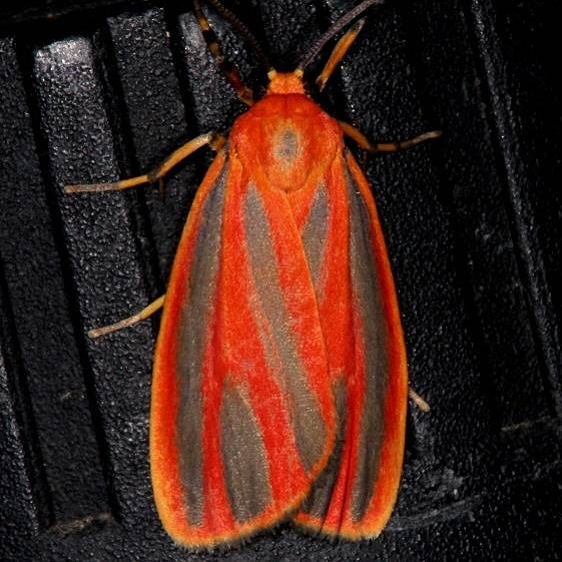 8089 Scarlet-winged Lichen Moth Pineland Everglades Fl 2-26-15