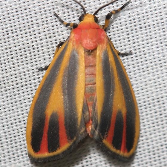 8090 Painted Lichen Moth yard 6-7-12