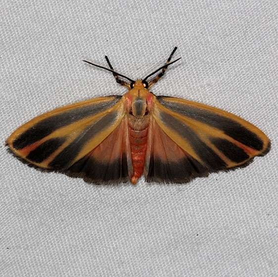8090 Painted Lichen Moth yard 7-16-14