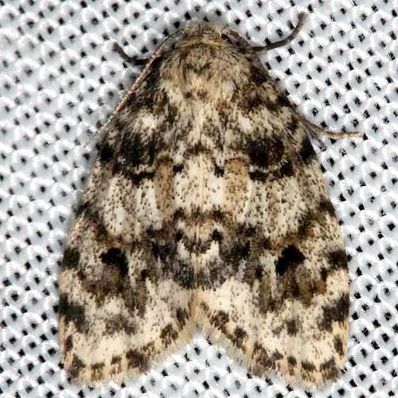 8098 Little White Lichen Moth Clemensia albata Kissimmee Prairie St Pk 2-16-14