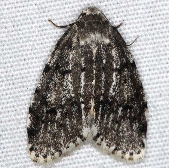 8098 Little White Lichen Moth dark phase yard 8-29-14