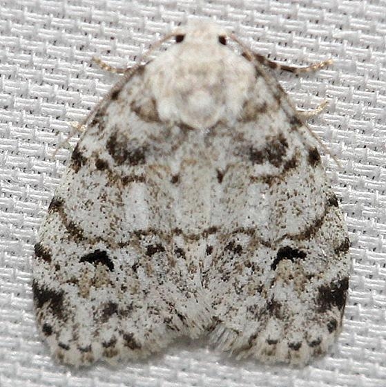 8098 White Lichen Moth Leslie's House Tenn 8-25-12