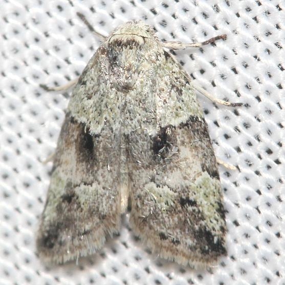 8102 Dyar's Lichen Moth Little Talbot Island St Pk Fl 2-19-13