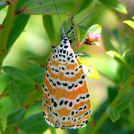 8105 Bella Moth at Kissimmee Prairie St Pk 3-13-11