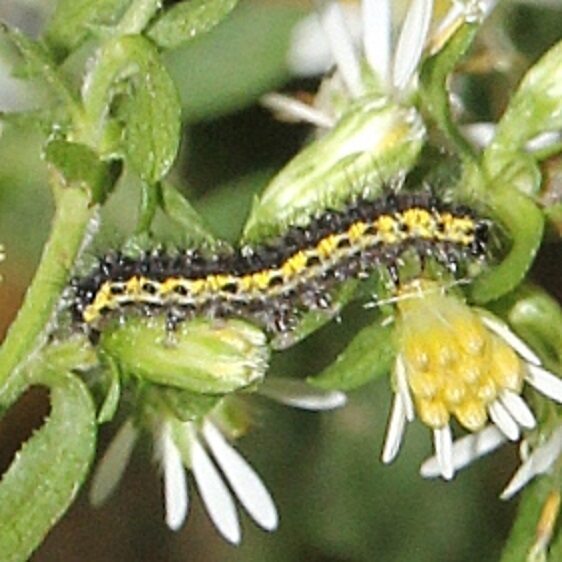 8107 Clymene Hapola on Aster Hoover Meadows Preserve 9-30-20