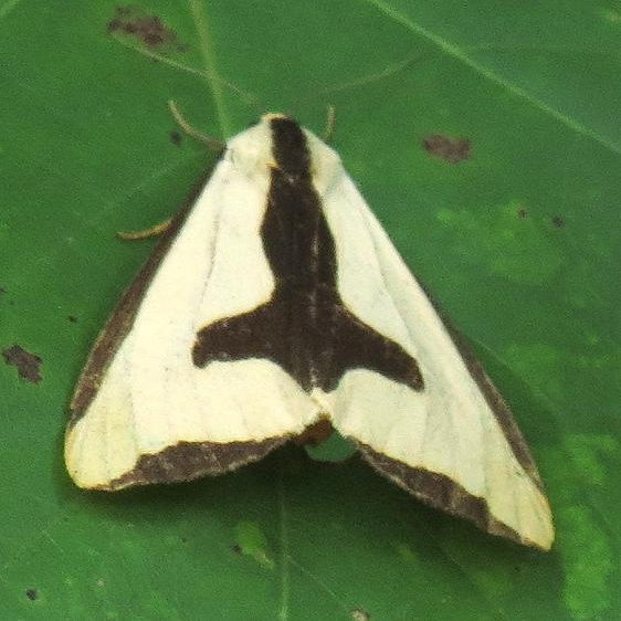 8107 Clymene Moth Shawnee St Forest panoramic loop Oh 8-11-13