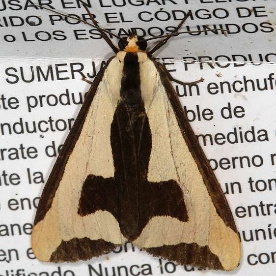 8107 Clymene Moth yard 7-8-18 (4)_opt