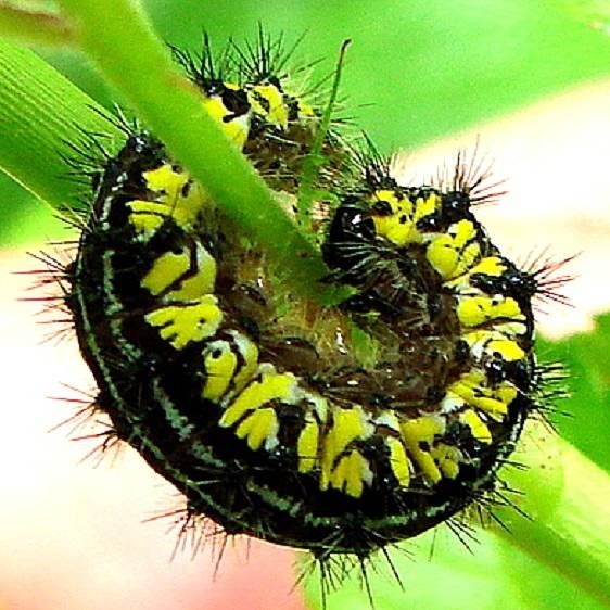 8110 The Neighbor Moth Caterpillar Zaleski State Forest Vinton Co Oh 5-8-10