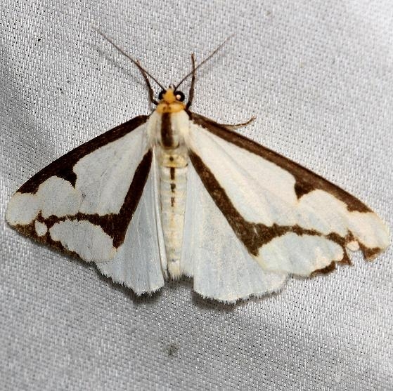 8111 Lecontes Hapola Moth Shivley Fen Logan Co Oh 6-12-12