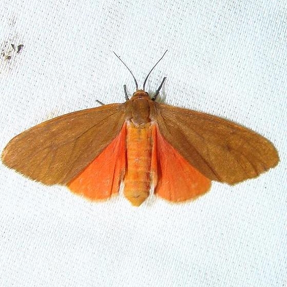 8118 Tawny Holomelina Moth Payne's Prairie St Pk 3-20-12