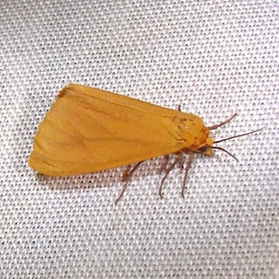 8118 Tawny Holomelina Moth Paynes Prairie St Pk 3-21-12