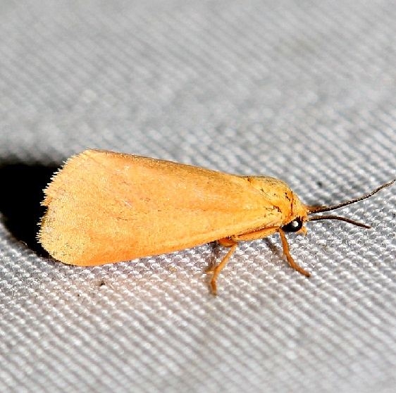 8121 Orange Holomelina Moth yard 7-16-12_opt