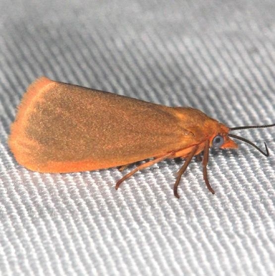 8121 Orange Holomelina Moth yard 7-31-13
