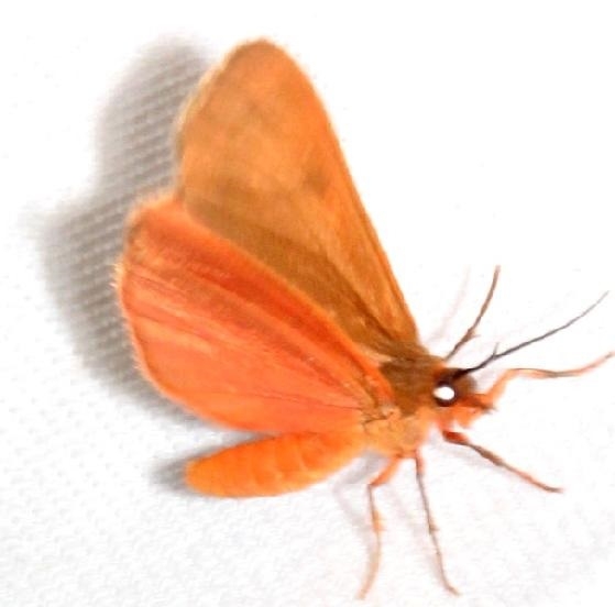 8122 Ruddy Holomelina Moth Mahogany Hammock Everglades Natl Pk 3-10-13