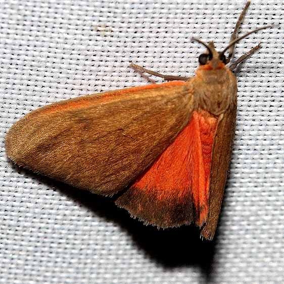 8123 Rusty Holomelina Moth Grasshopper Lake Ocala Natl Forest 3-21-13
