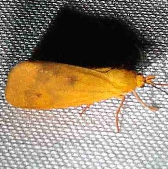 8123 Rusty Holomelina Moth Paynes Prairie St Pk 3-21-12