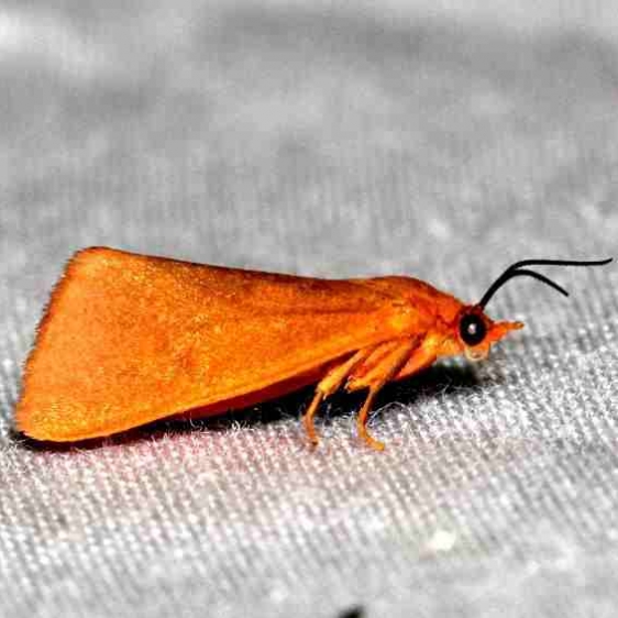 8124 Immaculate Homomelina Moth Alexander Springs Ocala Natl Forest 3-19-13
