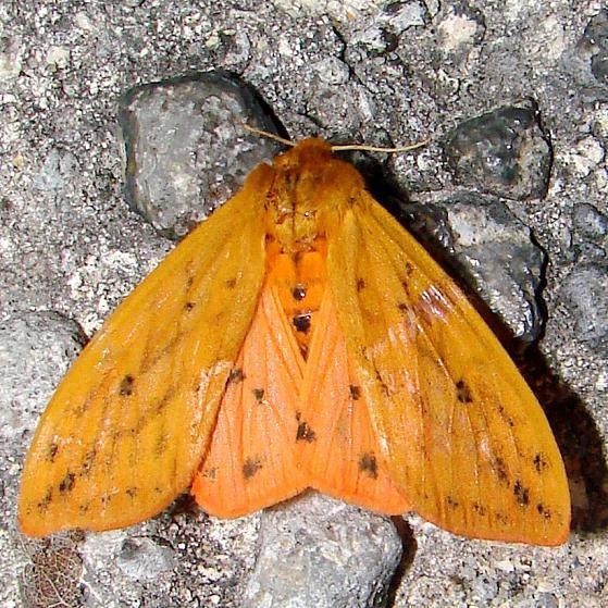 8129 Isabella Tiger Moth Mahogany Hammock Everglades 2-27-12