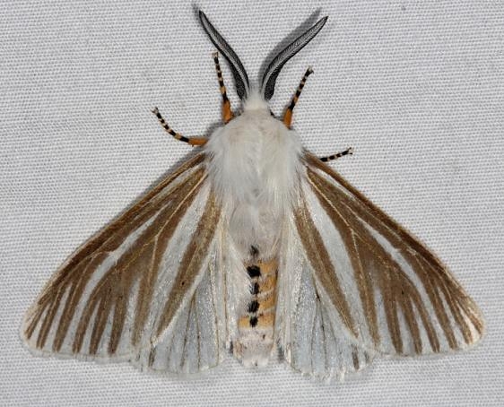 8130 Echo Moth Oscar Scherer St Pk Fl 3-12-15