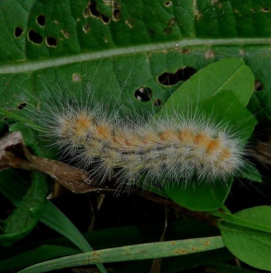 8131 Salt Marsh Caterpillar Kildeer Plains Wildlife Area Oh 9-13-14